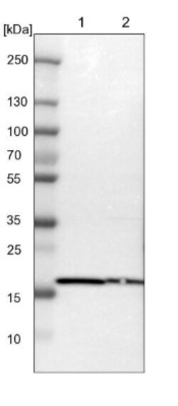 Cyclophilin B Antibody, Novus Biologicals 25 &mu;L; Unlabeled:Antibodies,