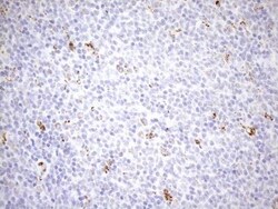 Cyclophilin-F Antibody (OTI1G8), Novus Biologicals 0.1mL; Unlabeled:Antibodies,