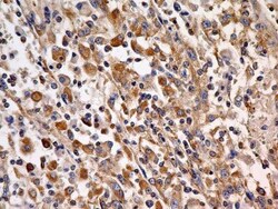 Cyr61/CCN1 Antibody (3A7.1B8) - BSA Free, Novus Biologicals 0.025mg; Unlabeled:Antibodies,