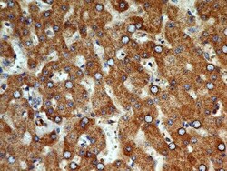 Cyr61/CCN1 Antibody (3A7.1B8) - BSA Free, Novus Biologicals 0.025mg; Unlabeled:Antibodies,