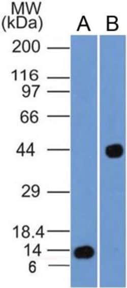 Cyr61/CCN1 Antibody (3A7.1B8) - BSA Free, Novus Biologicals 0.025mg; Unlabeled:Antibodies,
