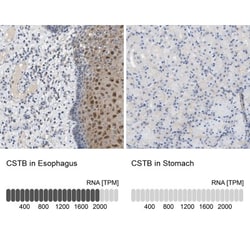 Cystatin B/Stefin B Antibody, Novus Biologicals 25 &mu;L; Unlabeled:Antibodies,