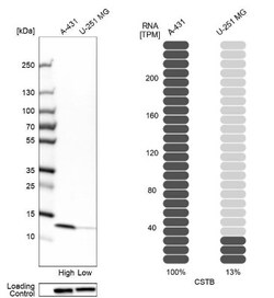 Cystatin B/Stefin B Antibody, Novus Biologicals 25 &mu;L; Unlabeled:Antibodies,