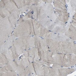 Cystatin C Antibody, Novus Biologicals 25 &mu;L; Unlabeled:Antibodies,