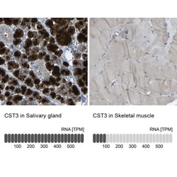 Cystatin C Antibody, Novus Biologicals 25 &mu;L; Unlabeled:Antibodies,