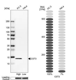 Cystatin C Antibody, Novus Biologicals 25 &mu;L; Unlabeled:Antibodies,