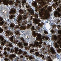 Cystatin C Antibody, Novus Biologicals 25 &mu;L; Unlabeled:Antibodies,