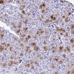 Cystatin D/Cst5 Antibody, Novus Biologicals 0.1mL; Unlabeled:Antibodies,