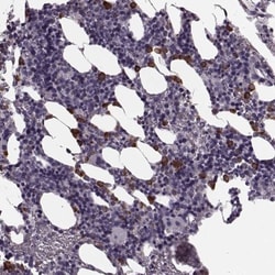 Cystatin F Antibody, Novus Biologicals:Antibodies:Primary Antibodies
