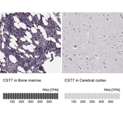Cystatin F Antibody, Novus Biologicals:Antibodies:Primary Antibodies