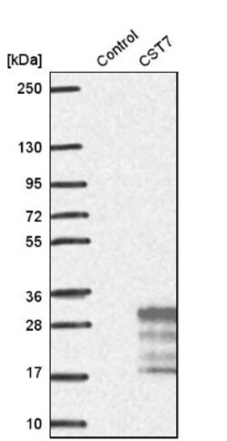 Cystatin F Antibody, Novus Biologicals:Antibodies:Primary Antibodies