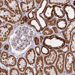 Cytochrome C Oxidase subunit 6c Antibody, Novus Biologicals 0.1mL; Unlabeled:Antibodies,