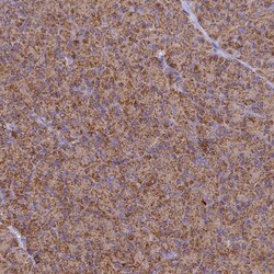 Cytochrome C Oxidase subunit 6c Antibody, Novus Biologicals 0.1mL; Unlabeled:Antibodies,