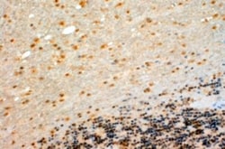 Cytochrome P450 26B1 Antibody, Novus Biologicals 0.1mg; Unlabeled:Antibodies,