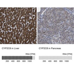 Cytochrome P450 2C8 Antibody, Novus Biologicals:Antibodies:Primary Antibodies