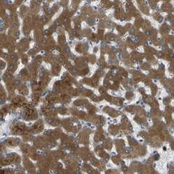 Cytochrome P450 2C8 Antibody, Novus Biologicals:Antibodies:Primary Antibodies