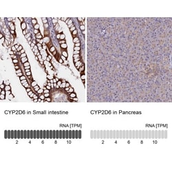 Cytochrome P450 2D6 Antibody, Novus Biologicals:Antibodies:Primary Antibodies