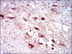 Cytochrome P450 3A4 Antibody (3H8) - BSA Free, Novus Biologicals 0.1mL;