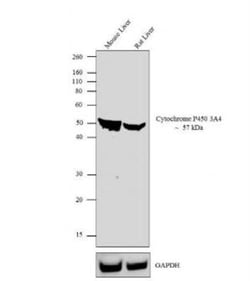 Cytochrome P450 3A4 Antibody, Novus Biologicals:Antibodies:Primary Antibodies