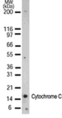 Cytochrome c Antibody (7H8.2C12) - BSA Free, Novus Biologicals 0.025mg;