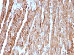 Cytochrome c Antibody (CYCS/1010), Novus Biologicals 0.2mg; Unlabeled:Antibodies,