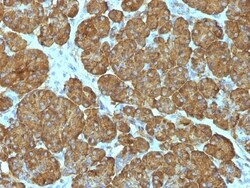Cytochrome c Antibody (CYCS/1010), Novus Biologicals 0.2mg; Unlabeled:Antibodies,