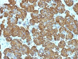 Cytochrome c Antibody (SPM389), Novus Biologicals 0.2mg; Unlabeled:Antibodies,
