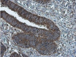 Cytochrome c Antibody, Novus Biologicals 0.1mL; Unlabeled:Antibodies, Polyclonal