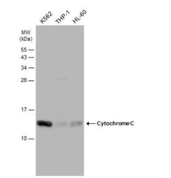 Cytochrome c Antibody, Novus Biologicals 0.1mL; Unlabeled:Antibodies, Polyclonal