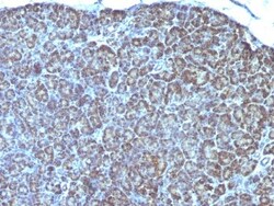 Mitochondria Antibody (AE-1), Novus Biologicals 0.2mg; Unlabeled:Antibodies,