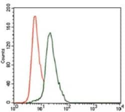 Cytokeratin 13 Antibody (3G4) - BSA Free, Novus Biologicals 0.1mL; Unlabeled:Anticorps,