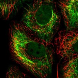 Cytokeratin 15 Antibody, Novus Biologicals 25 &mu;L; Unlabeled:Antibodies,
