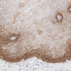 Cytokeratin 15 Antibody, Novus Biologicals 25 &mu;L; Unlabeled:Antibodies,