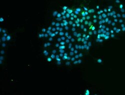 Cytokeratin 17 Antibody, Novus Biologicals 0.1mL; Unlabeled:Antibodies,