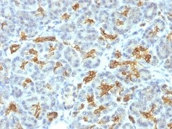 Cytokeratin 19 Antibody (KRT19/799), Novus Biologicals 0.2mg; Unlabeled:Antibodies,