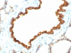 Cytokeratin 19 Antibody (KRT19/800), Novus Biologicals 0.2mg; Unlabeled:Antibodies,