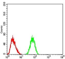 Cytokeratin 5 Antibody (2C8E4) - BSA Free, Novus Biologicals:Antibodies:Primary