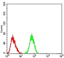 Cytokeratin 5 Antibody (3D6D4) - BSA Free, Novus Biologicals:Antibodies:Primary