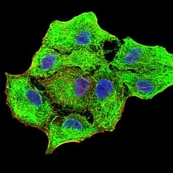 Cytokeratin 5 Antibody (3D6D4) - BSA Free, Novus Biologicals:Antibodies:Primary