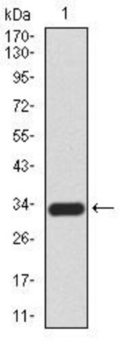 Cytokeratin 5 Antibody (3D6D4) - BSA Free, Novus Biologicals:Antibodies:Primary