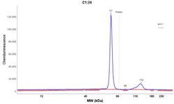 Mouse anti-Cytokeratin 8, Clone: KRT8/899, Novus Biologicals 0.2mg; Unlabeled:Antibodies,