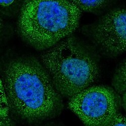 Cytosol Nonspecific Dipeptidase (CNDP2)/CPGL Antibody, Novus Biologicals
