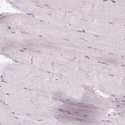 Cytosol Nonspecific Dipeptidase (CNDP2)/CPGL Antibody, Novus Biologicals:Antibodies:Primary