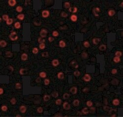 DAD1 Antibody - BSA Free, Novus Biologicals 0.025 mg, Unconjugated:Antibodies,