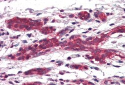 DAGLA Antibody, Novus Biologicals 0.1mg; Unlabeled:Antibodies, Polyclonal