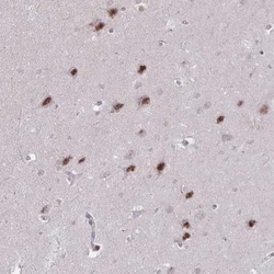 DAGLA Antibody, Novus Biologicals:Antibodies:Primary Antibodies