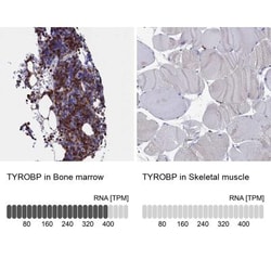 DAP12 Antibody, Novus Biologicals 25 &mu;L; Unlabeled:Antibodies, Polyclonal