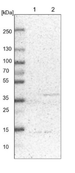 DAP3 Antibody, Novus Biologicals 25 &mu;L; Unlabeled:Antibodies, Polyclonal