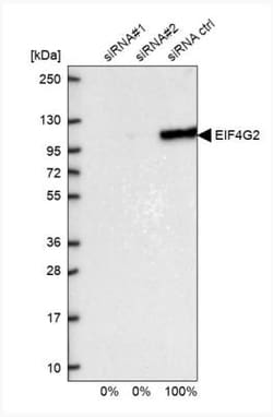 DAP5 Antibody, Novus Biologicals:Antibodies:Primary Antibodies