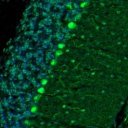 DARPP-32 Antibody, Novus Biologicals 0.1mL; Unlabeled:Antibodies, Polyclonal